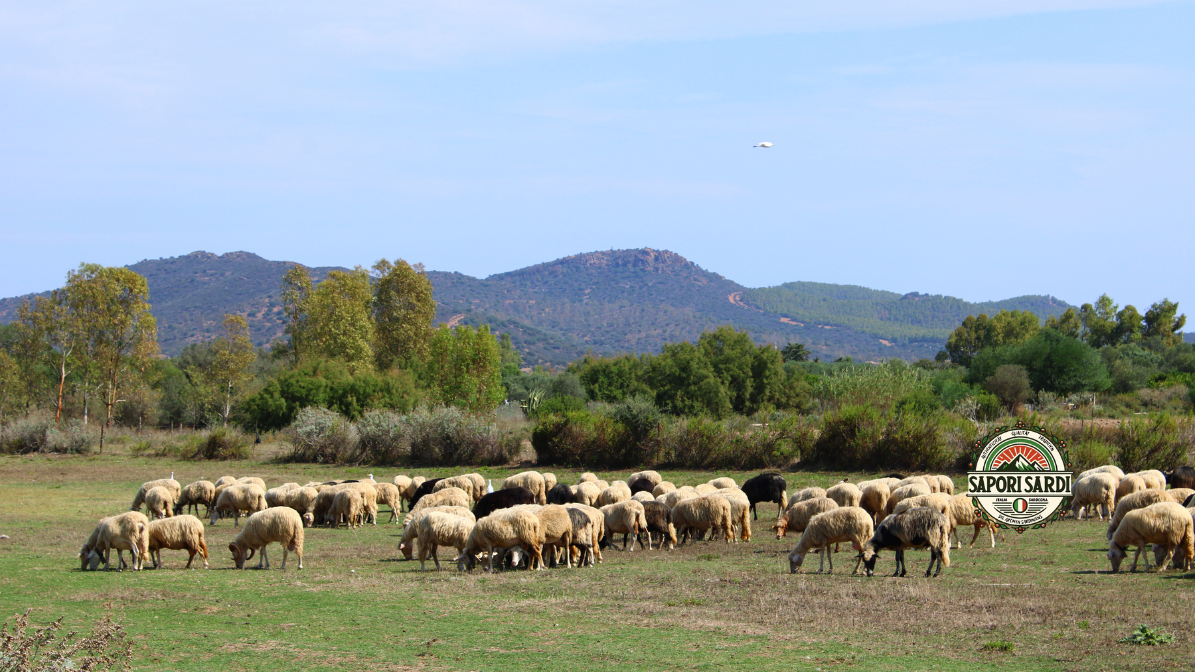Schafe auf einer Weide in Sardinien. Im Hintergrund sieht man die Berge.