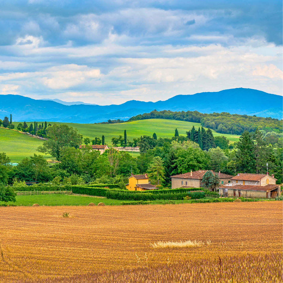 Ein Weizenfeld in Italien Toskana. Daraus wird Mehl für Pizza und Pasta hergestellt. Im Hintergrund Landschaft und Berge.