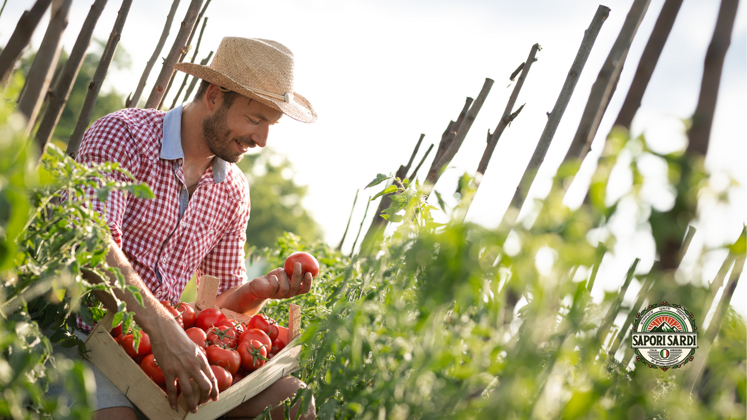 Reife Tomaten werden per Hand geerntet.