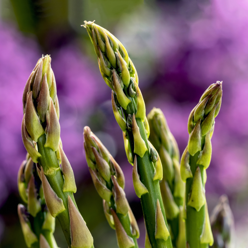 Grüner Wildspargel auf Sardinien