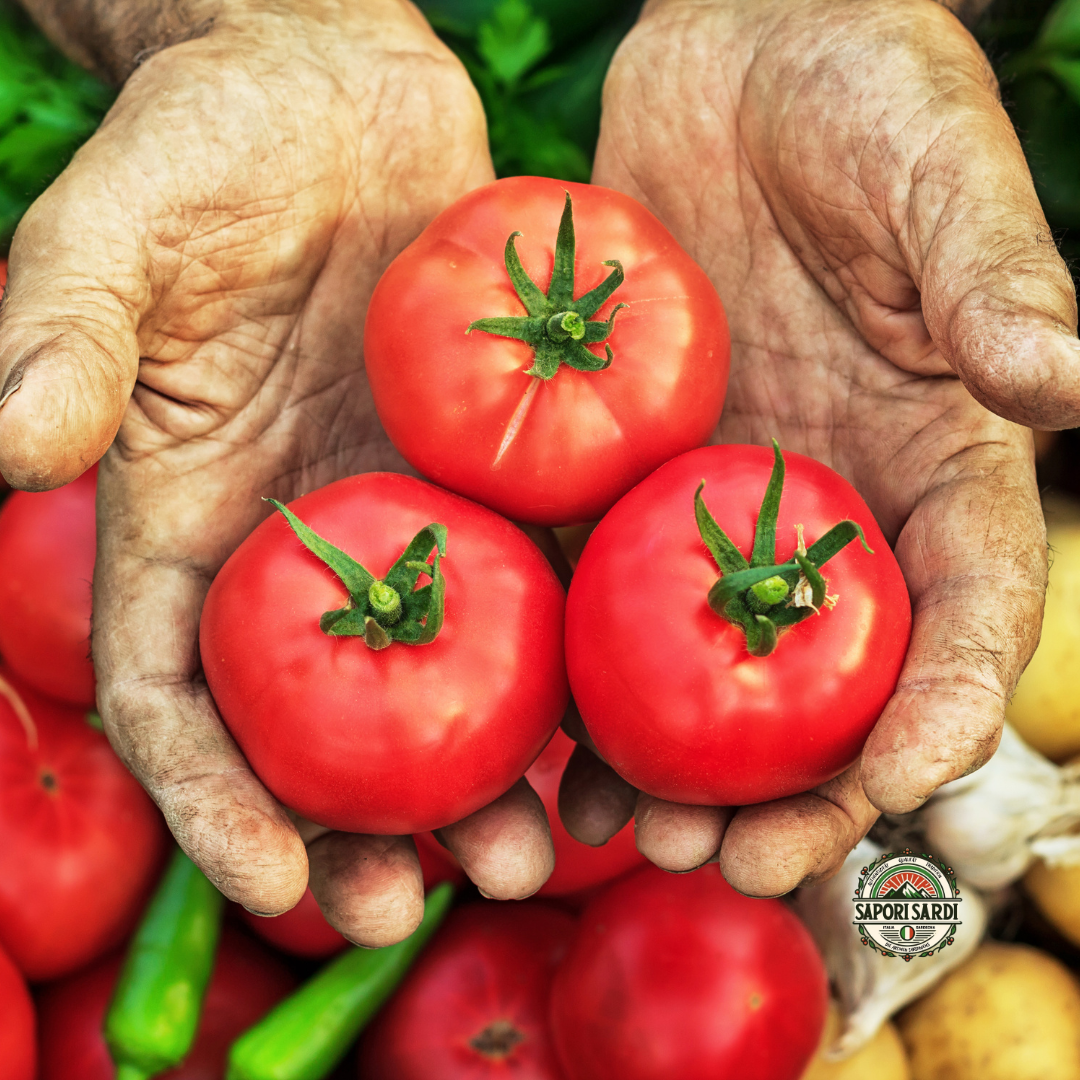 Drei frisch geerntete Tomate werden offen mit zwei Händen gehalten. Präsentiert. Sie sind stechend Rot und sehen sehr knackig aus. Die Hände sind von der Ernte noch mit Erde verschmutzt. Unter den Händen erkennt man weitere Feldfrüchte.