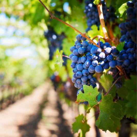 Wein Sardinien