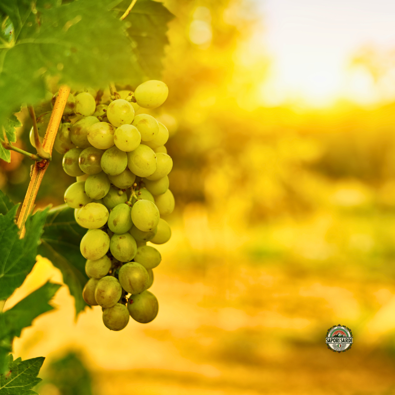 Weiße Trauben in Modena