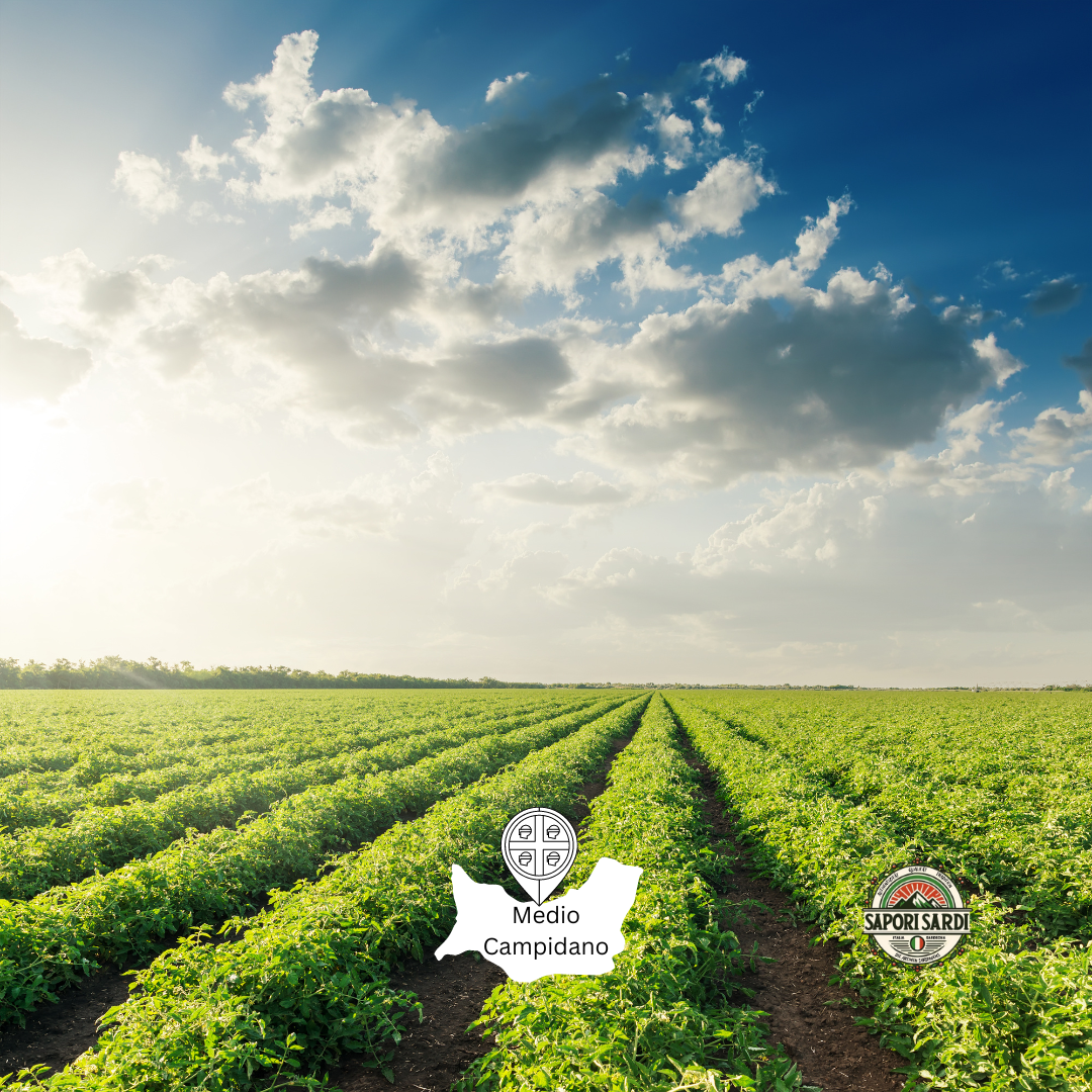 Eine Tomatenplantage auf Sardinien. Man sieht unten die Grünen Pflanzen und oben den strahlenden blauen Himmel. In der Mitte steht als Ort Medio Campidano geschrieben.