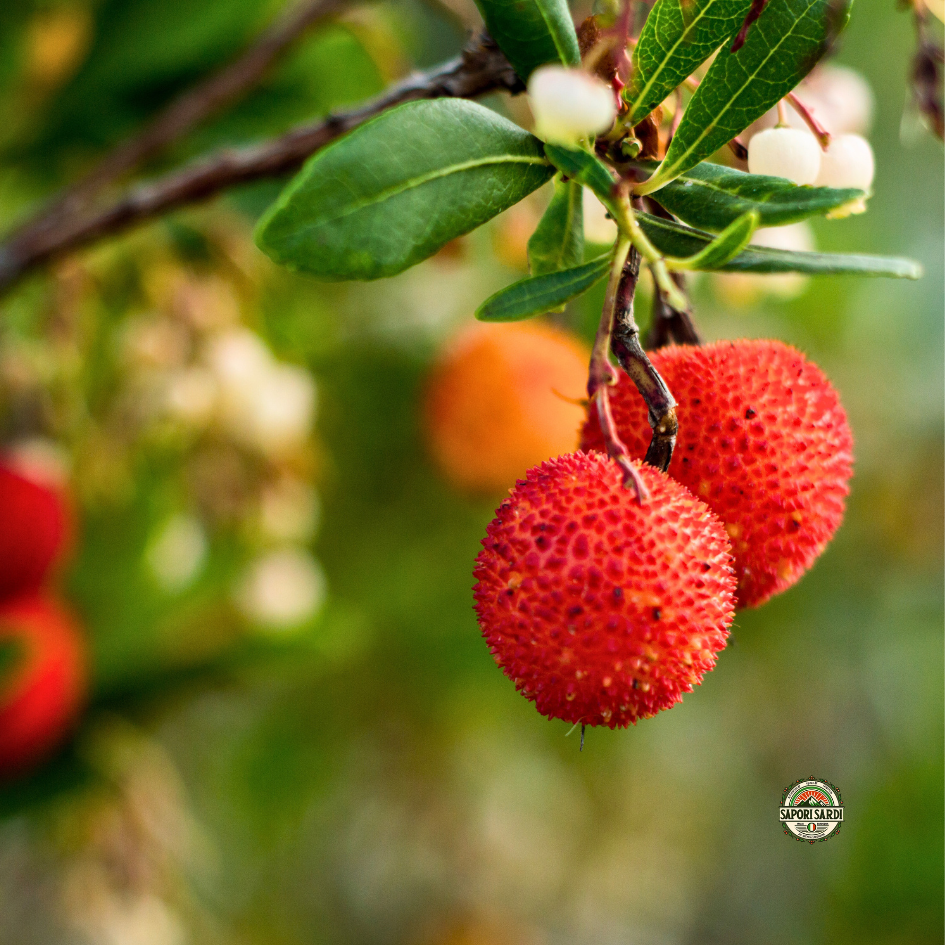 Früchte des Erdbeerbaum auf Sardinien. Corbezzolo