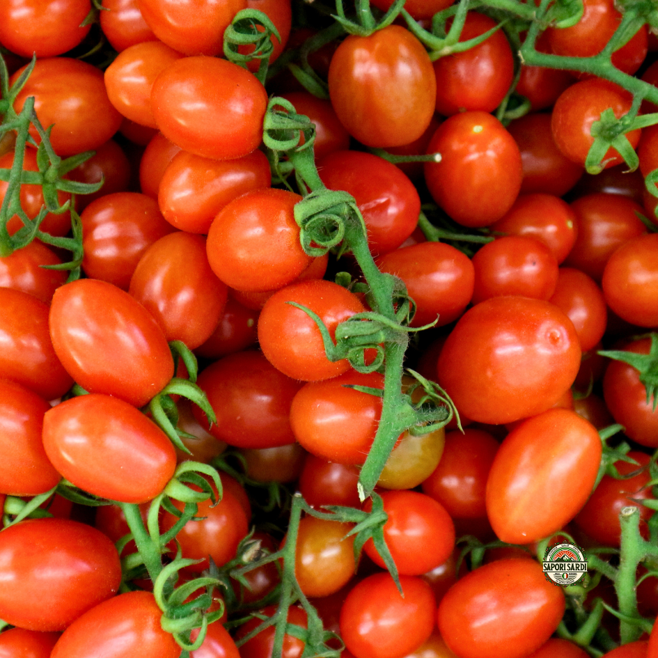 Datterini Tomaten geerntet.