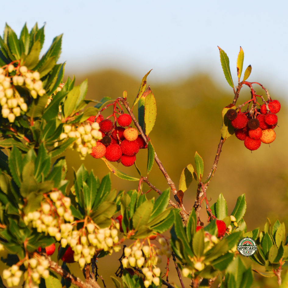 Erdbeerbaum im Herbst. Corbezzolo auf Sardinien