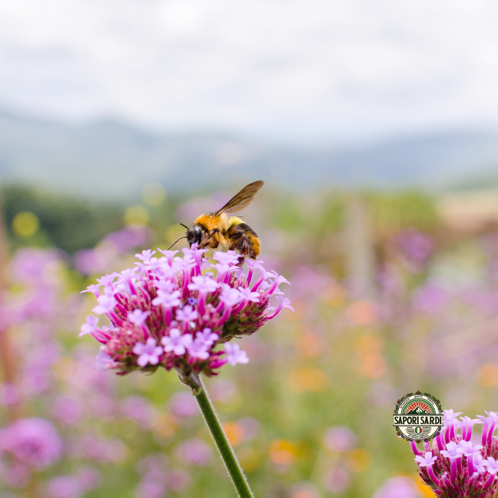 Wild Bine sammelt Honig auf einem Feld in Sardinien.