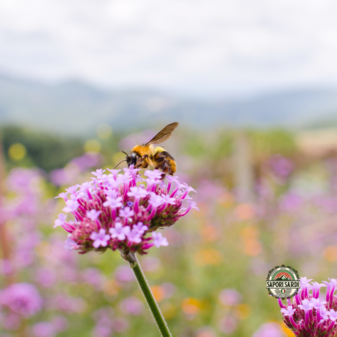 Wild Bine sammelt Honig auf einem Feld in Sardinien.