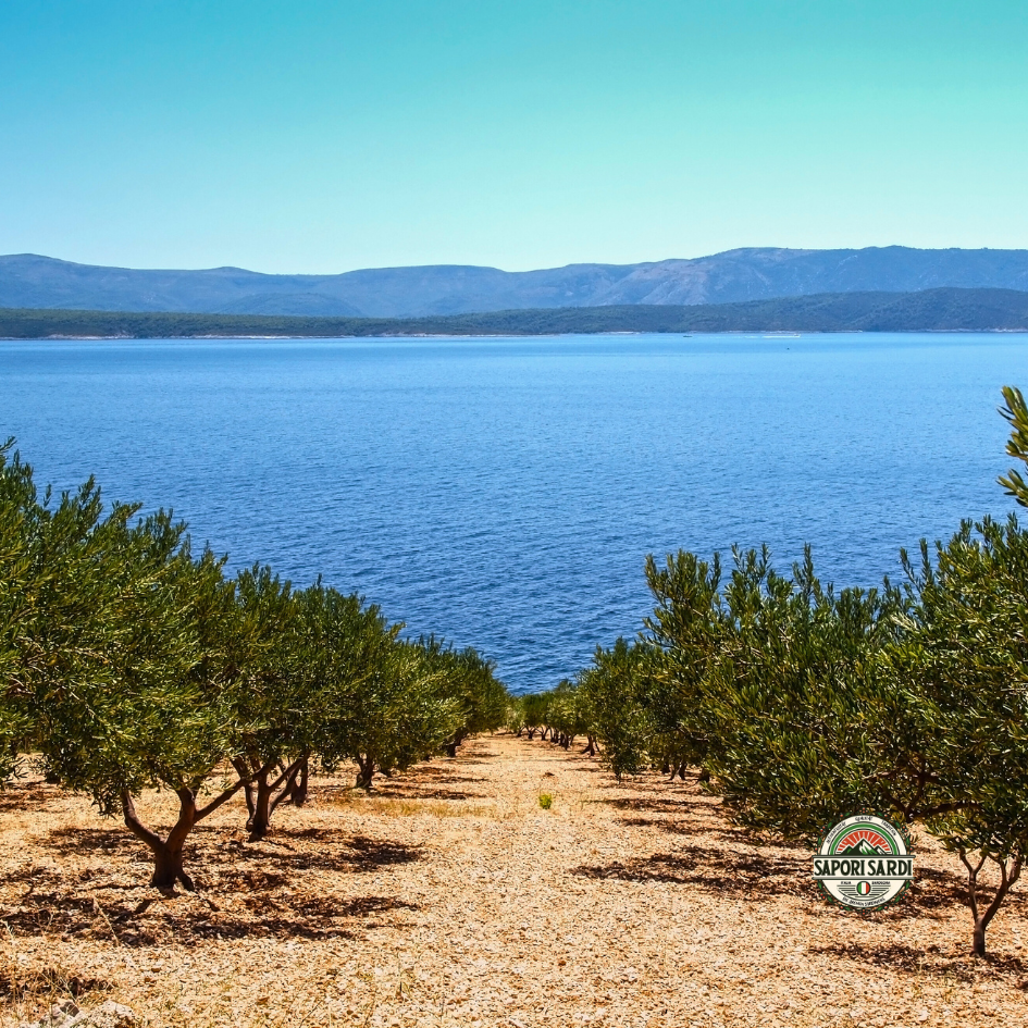 Oliven Hain auf Sardinien am Meer.
