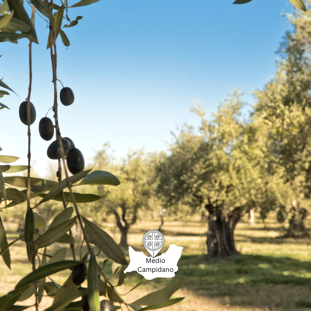 Olivenhain in Sardinien