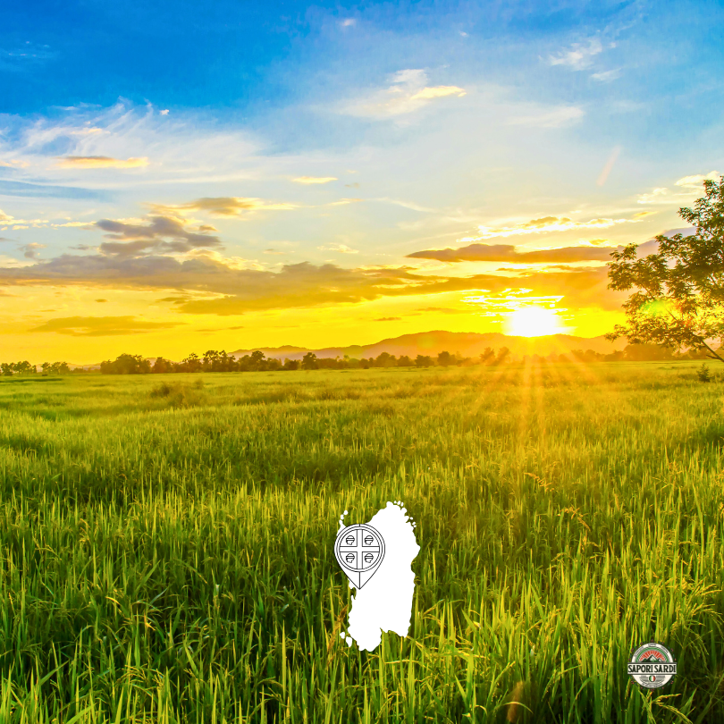 Reisfeld Oristano. Risotto Arborio Reis.