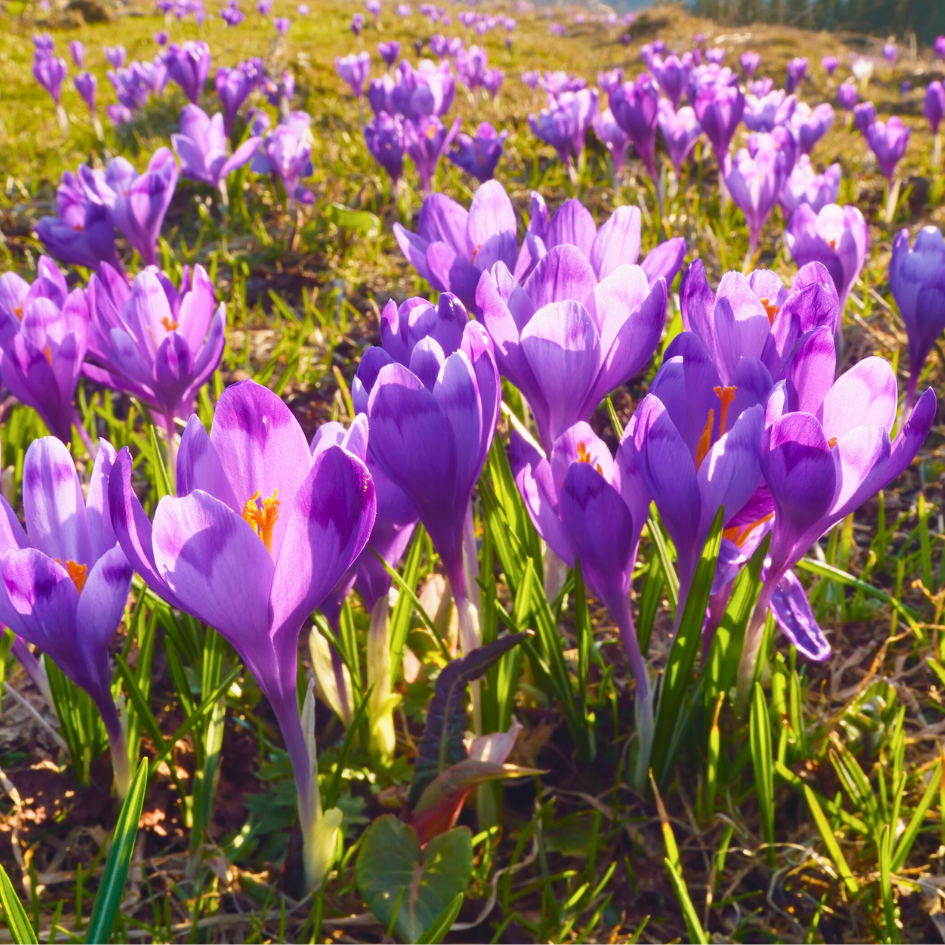 Crocus sativus Safran Pflanze