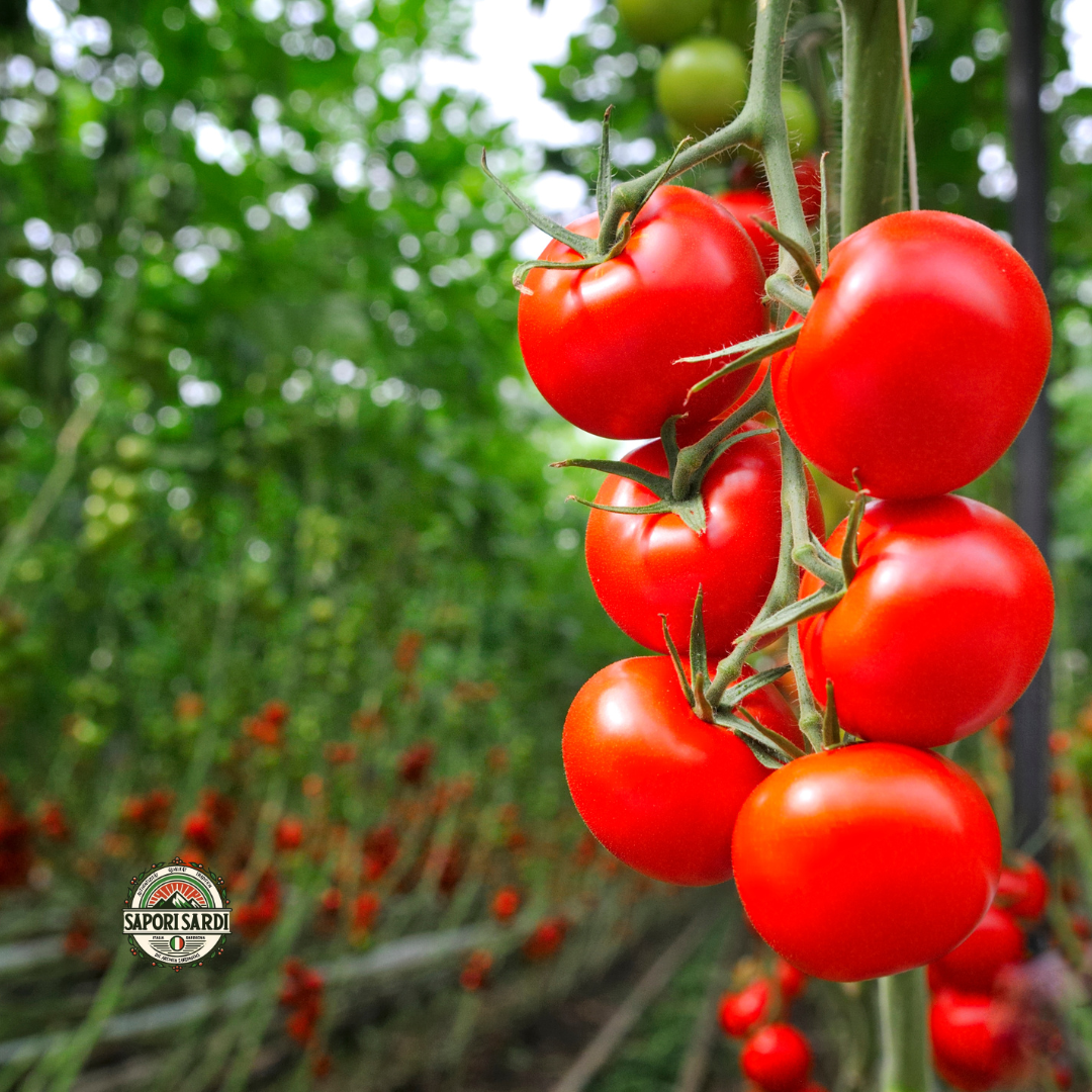Reife Tomaten am Strauch auf einem Tomatenfeld auf Sardinien.