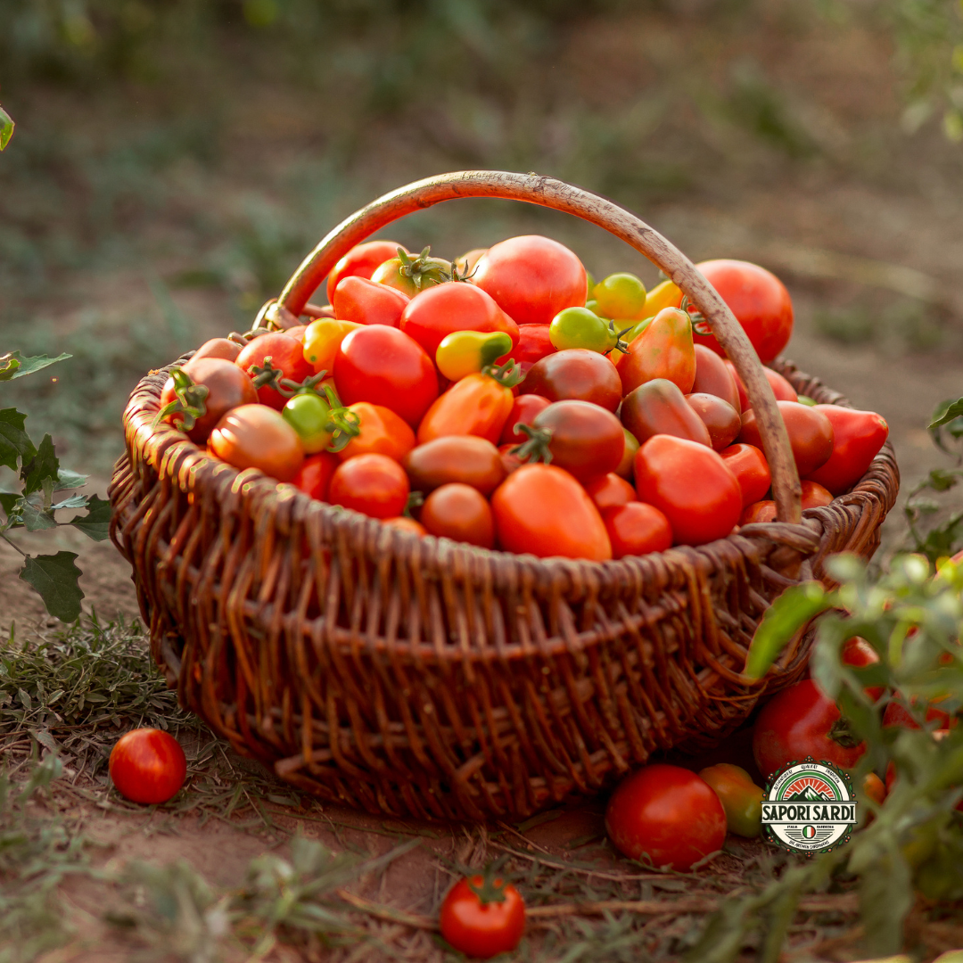 reife frisch geerntete Tomaten in einem geflochtenen Korb auf einem Feld.