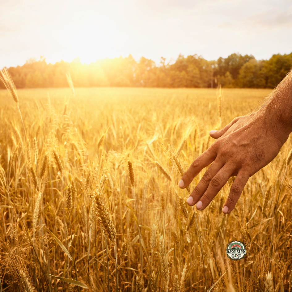 Weizenfeld in Italien