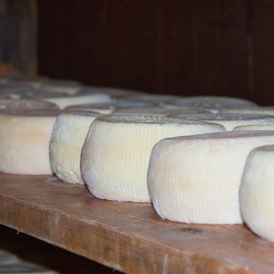 Ziegenkäse aus Sardinien bei der Reifung im Regal
