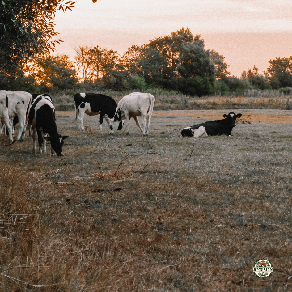 Holstein Friesian Bio Rinder auf der Weide in Italien
